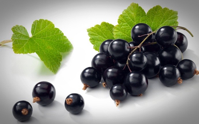 how to get shiny nails - black currant seed oil