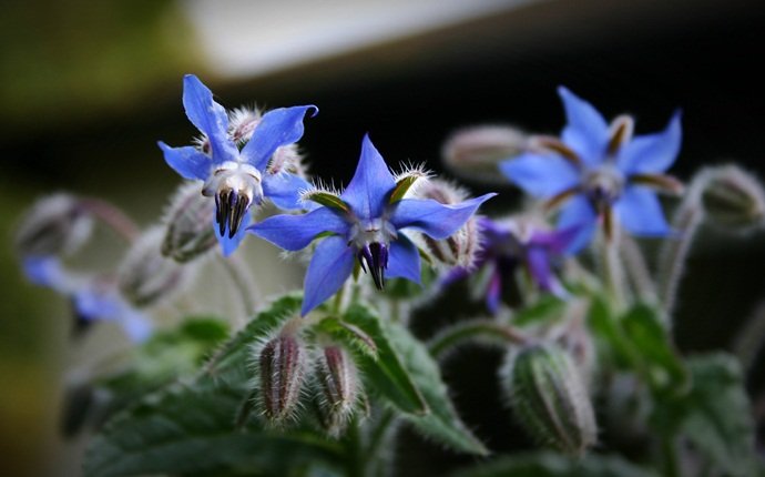 how to get shiny nails - borage seed oil