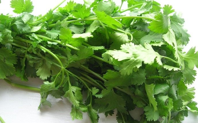 how to get rid of mouth ulcers - coriander leaves and coriander seeds