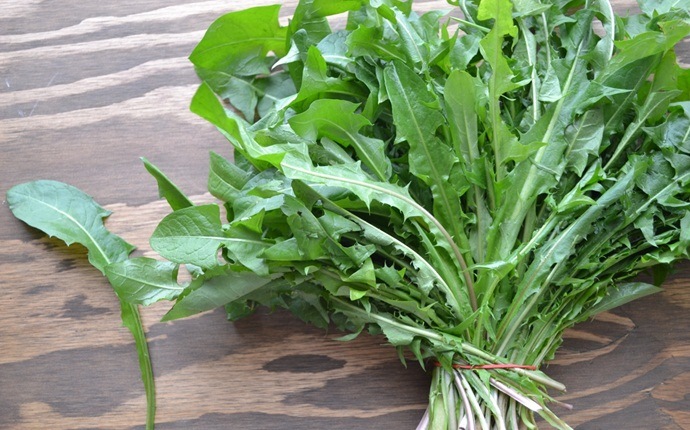 how to get rid of water retention - dandelion leaves and boiling water