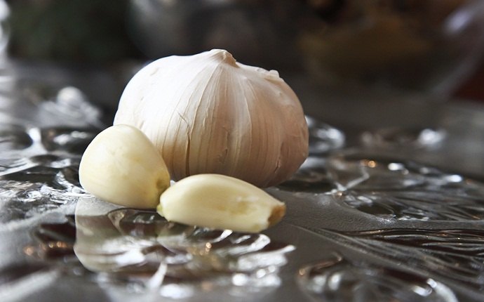 garlic for sinus infection - garlic inhaler