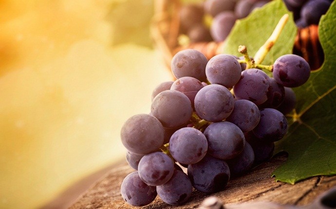 skin tightening face pack - grapes face pack