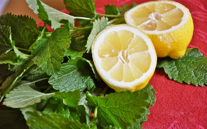 how to use lemon for acne - lemon balm for acne