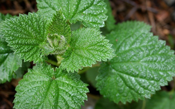 how to get rid of water retention - nettle and water
