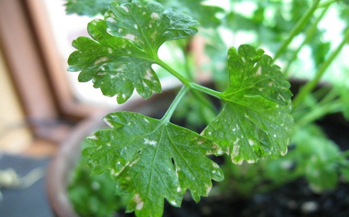 how to get rid of water retention - parsley leaves and water