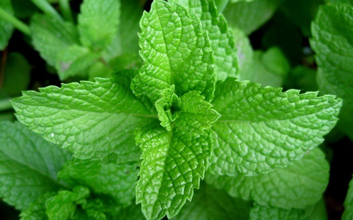 how to get rid of stomach ache - peppermint leaves and warm water