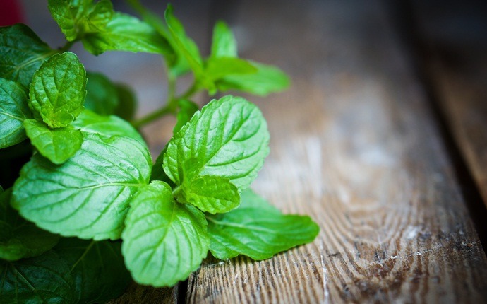 home remedies for hickies - peppermint