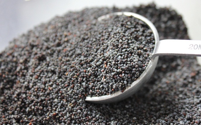 how to cure backache - poppy seeds