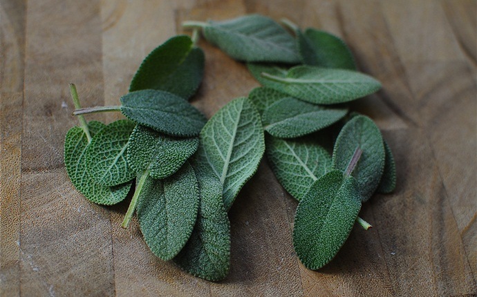 how to get rid of foot odor - sage leaves with hot water and rosemary
