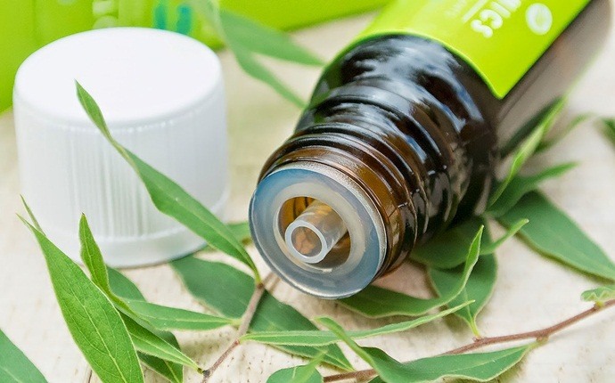 tea tree oil for ear infection - tea tree oil with colloidal silver and olive oil