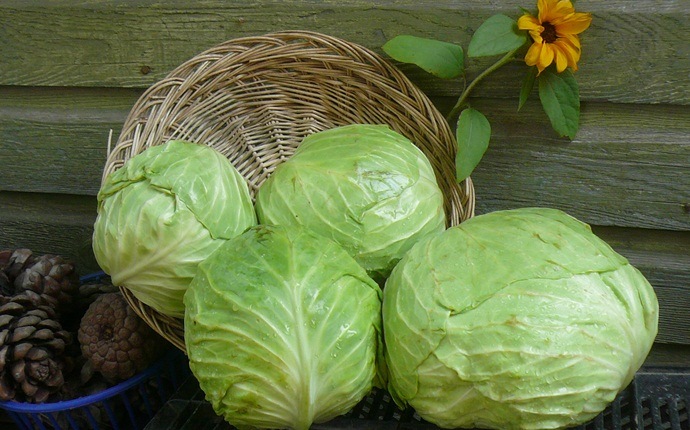 home remedies for sebaceous cyst - cabbage