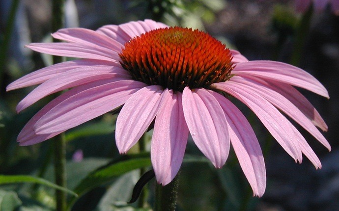 home remedies for sebaceous cyst - echinacea