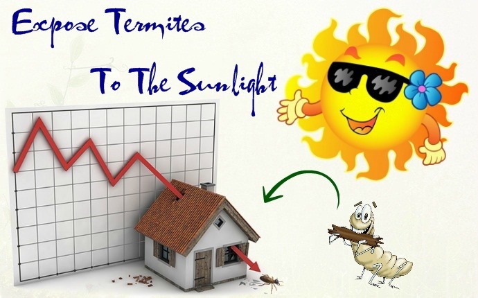 how to get rid of termites - expose termites to the sunlight