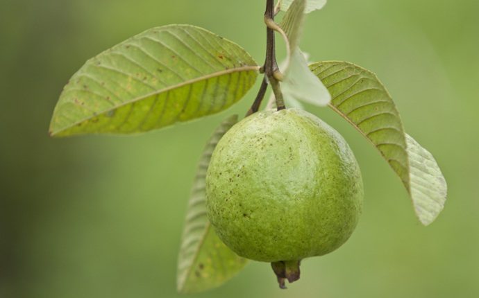 home remedies for sebaceous cyst - guava leaves