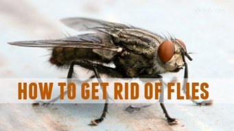how to get rid of flies