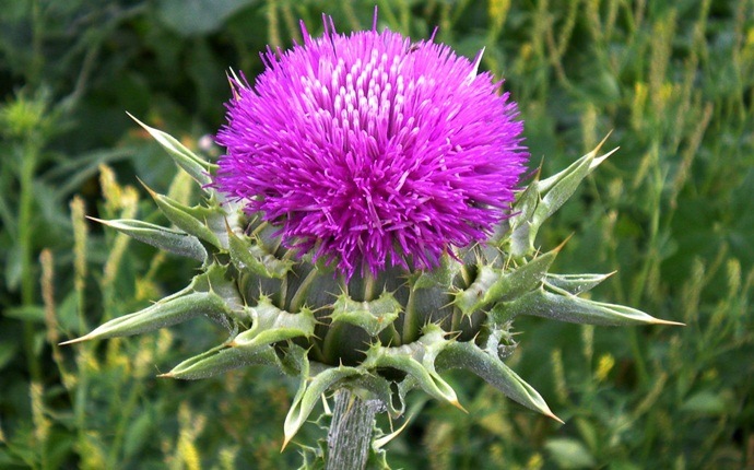 home remedies for sebaceous cyst - milk thistle