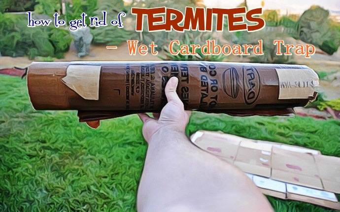 how to get rid of termites - wet cardboard trap