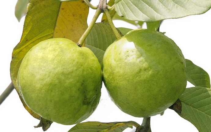 how to treat hyperpigmentation - banana and guava