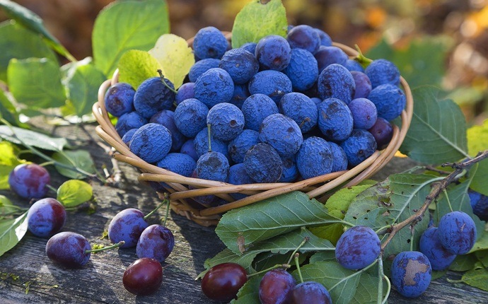 anti-inflammatory foods - blueberry