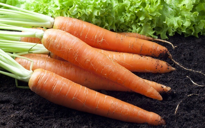 vitamin a foods for skin - carrot
