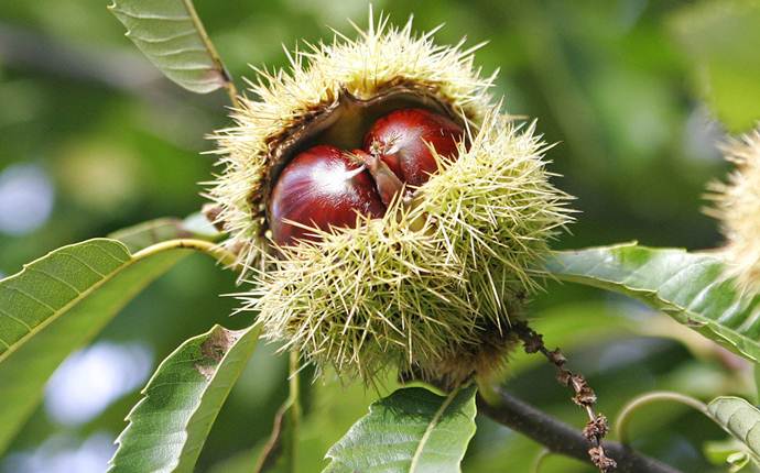 how to get rid of spider veins - horse chestnut seed and witch hazel