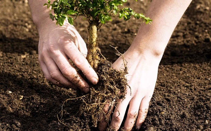 how to protect the environment – plant more trees