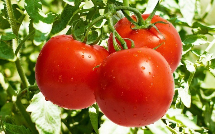 anti-inflammatory foods - tomato