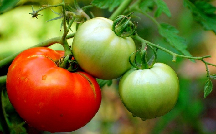 vitamin a foods for skin - tomato