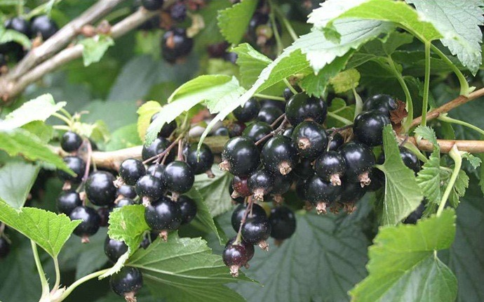 natural diuretic foods - black currants