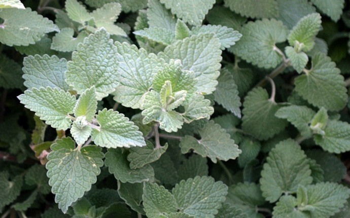 catnip herb