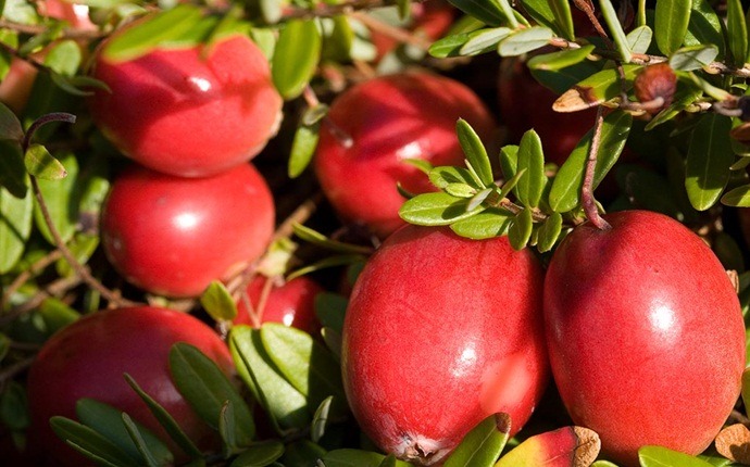 natural diuretic foods - cranberry