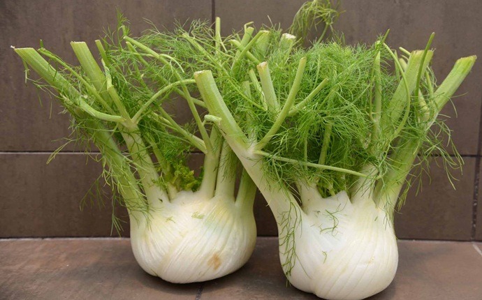 natural diuretic foods - fennel