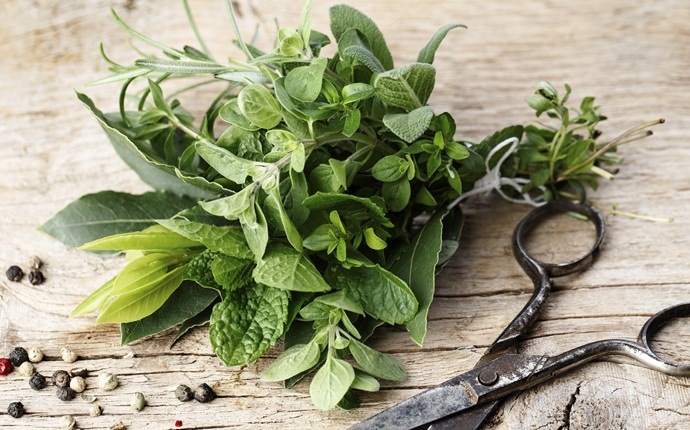 natural diuretic foods - herbs