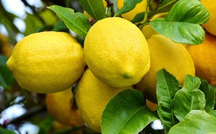 anti-allergy foods - lemons