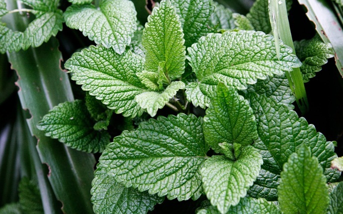 mint face pack - mint face pack for dry skin