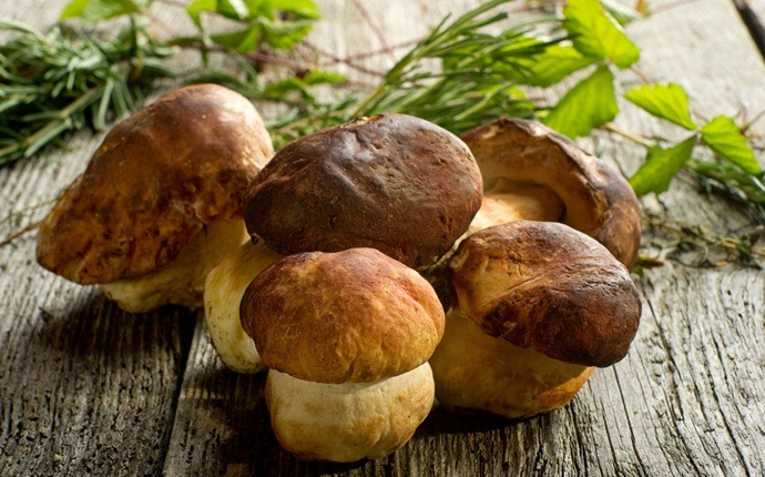 anti-allergy foods - mushrooms