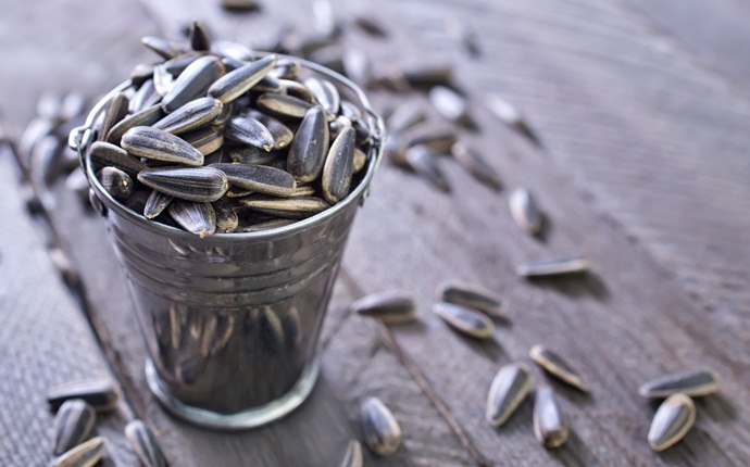 anti-allergy foods - sunflower seeds