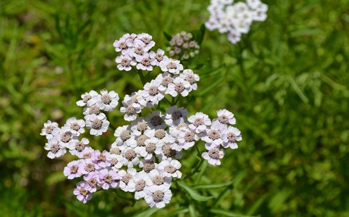 natural diuretic foods - yarrow