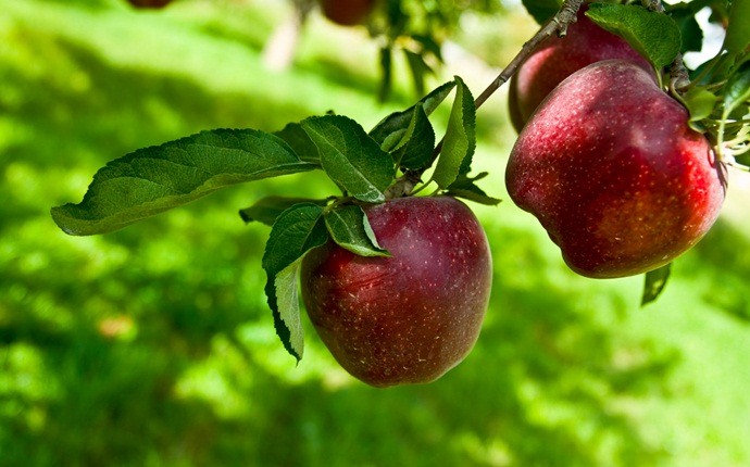 most nutrient dense foods - apples
