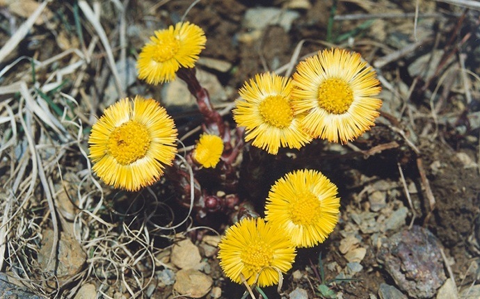 how to get rid of pneumonia - coltsfoot and water