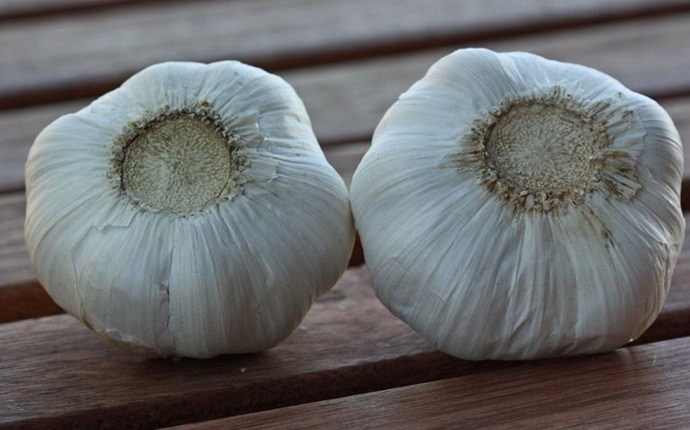 home remedies for dry socket - garlic