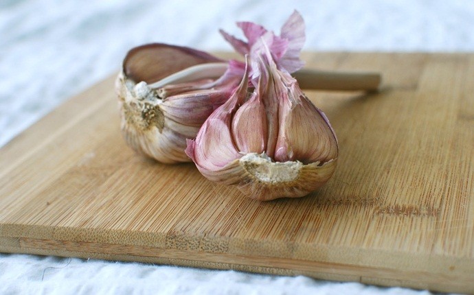 how to get rid of pneumonia - garlic, onion, lemon, honey, coconut oil, and lavender oil