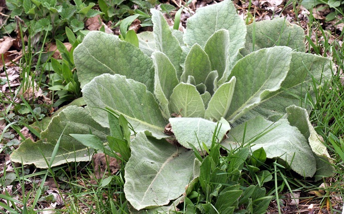 how to get rid of pneumonia - mullein