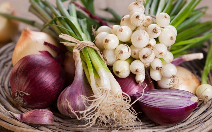 how to stop earache - onion