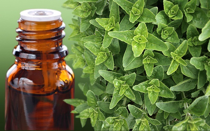 how to get rid of pneumonia - oregano oil and water