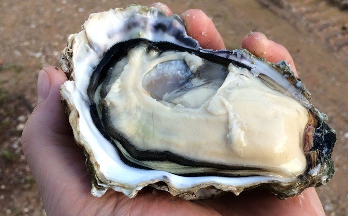 foods to boost fertility - oysters