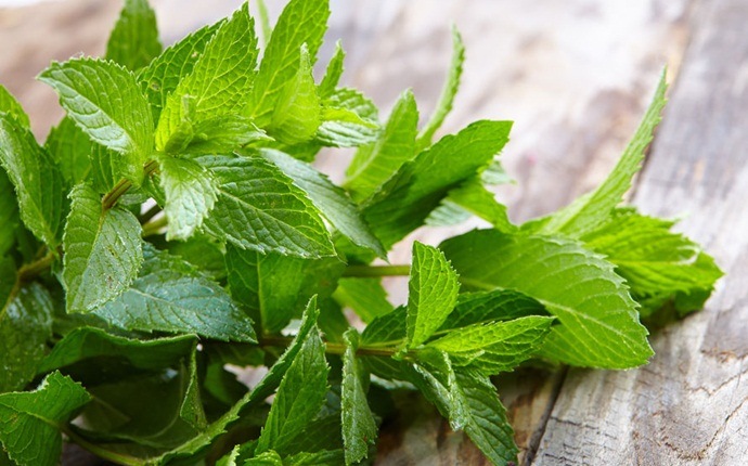 how to stop earache - peppermint