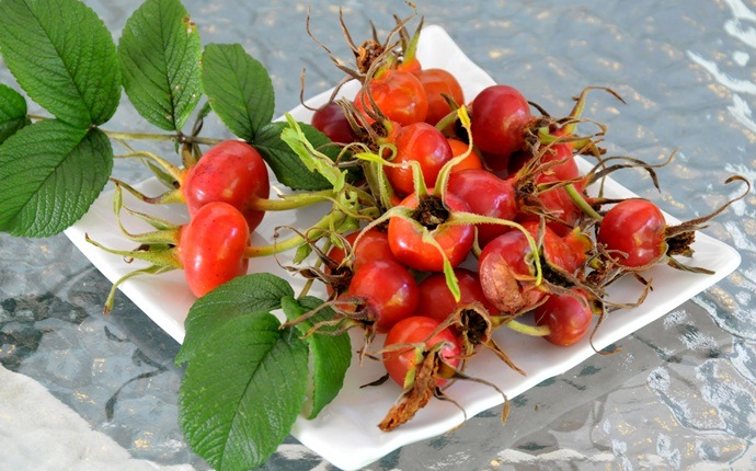 lycopene rich foods - rose hips