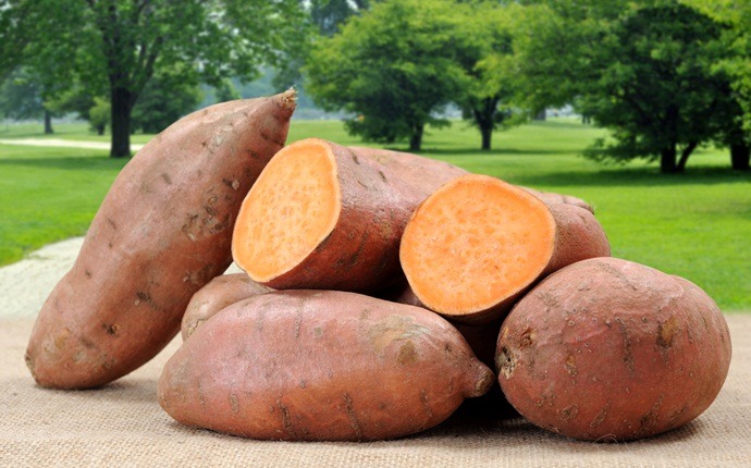 diet to increase stamina - sweet potatoes