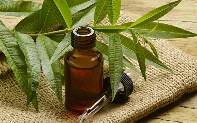 tea tree oil for nail fungus - tea tree oil